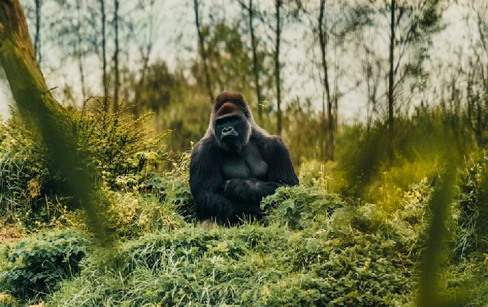 Article Image for Face to Face with Giants: Trekking to See Mountain Gorillas in the Wild