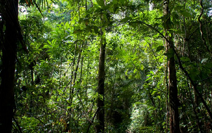 Article Image for From Andes to Amazon: Trekking and Jungle Exploration in Peru