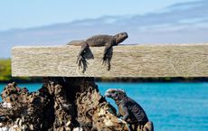 Article Image for Snorkeling Among Sea Lions and Cycling Past Boobies in the Galapagos