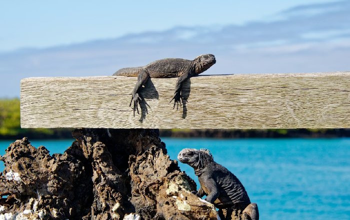 Article Image for Snorkeling Among Sea Lions and Cycling Past Boobies in the Galapagos