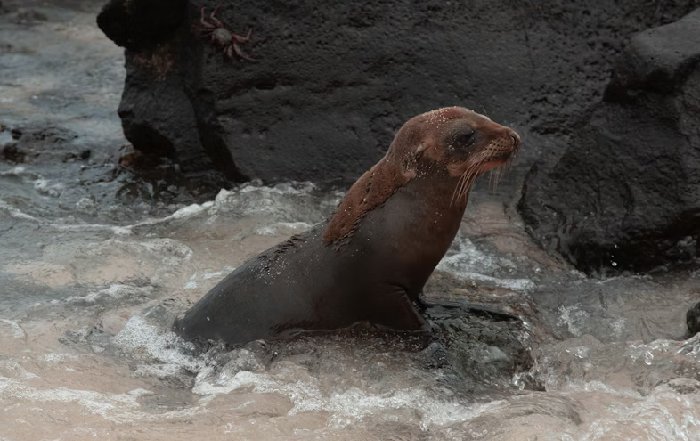 Article Image for Swimming with Shadows: Encounters in the Galapagos